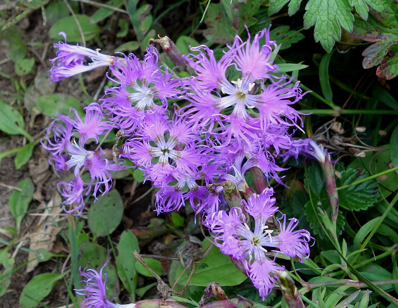 Изображение особи Dianthus superbus.