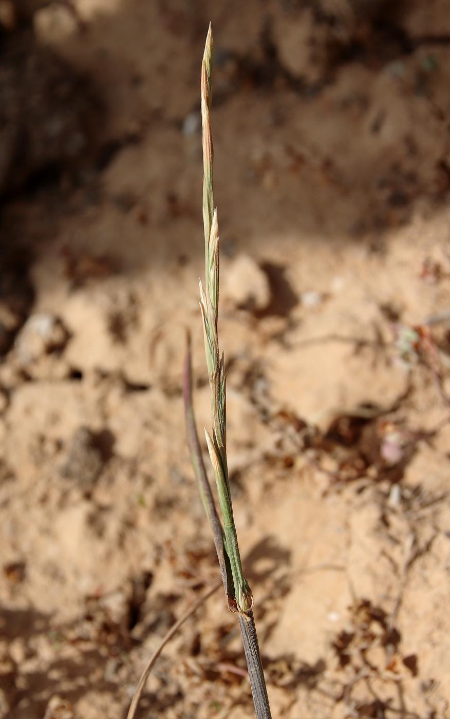 Image of Lolium rigidum specimen.