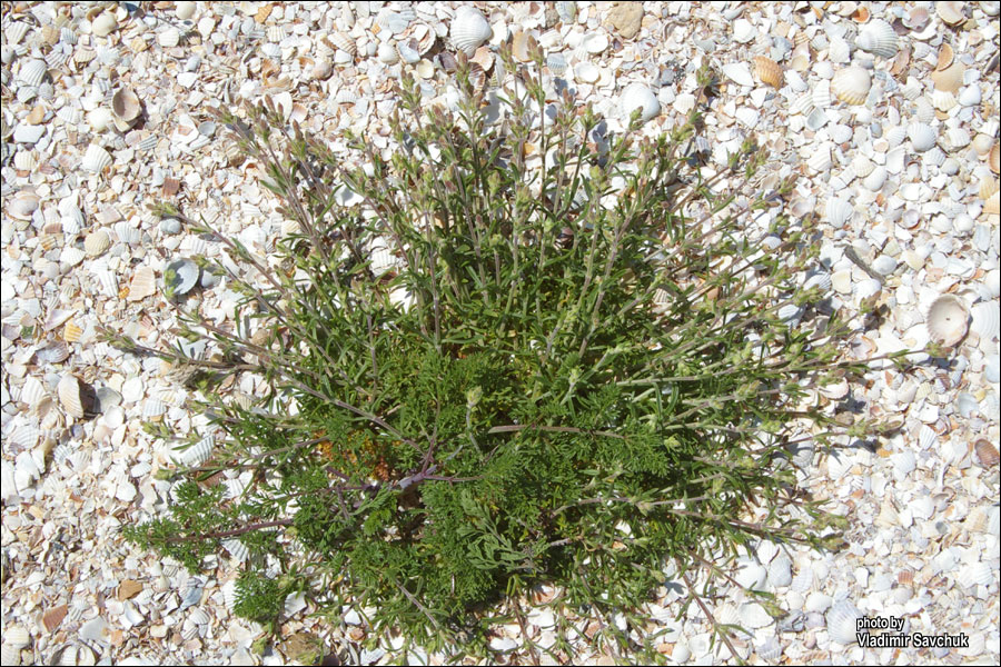 Image of Silene thymifolia specimen.