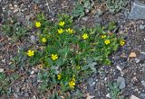 Potentilla tergemina