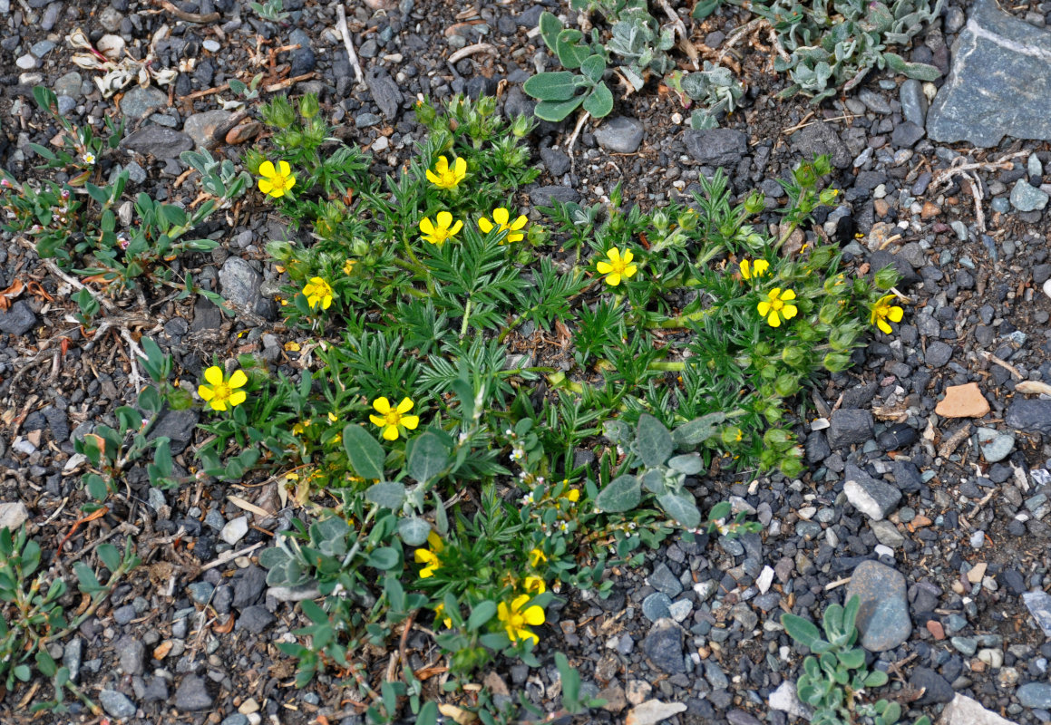 Изображение особи Potentilla tergemina.