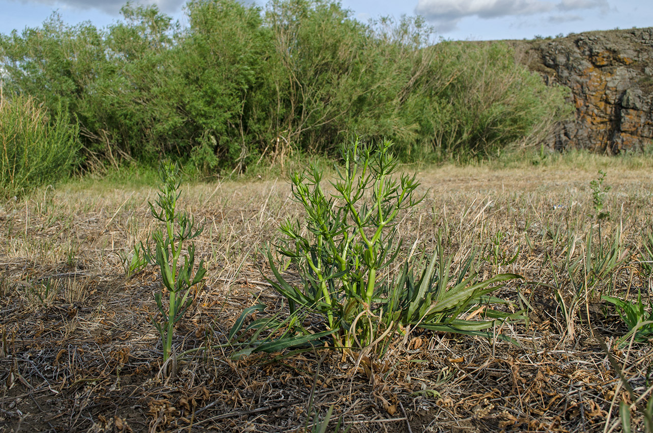 Изображение особи Falcaria vulgaris.