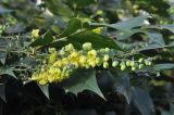 род Mahonia. Соцветия и листья. Великобритания, Англия, парк \"Landscape Garden\". 21.01.2019.