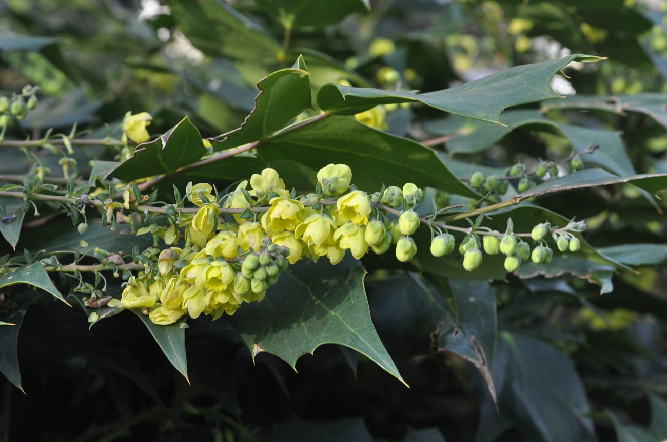 Image of genus Mahonia specimen.
