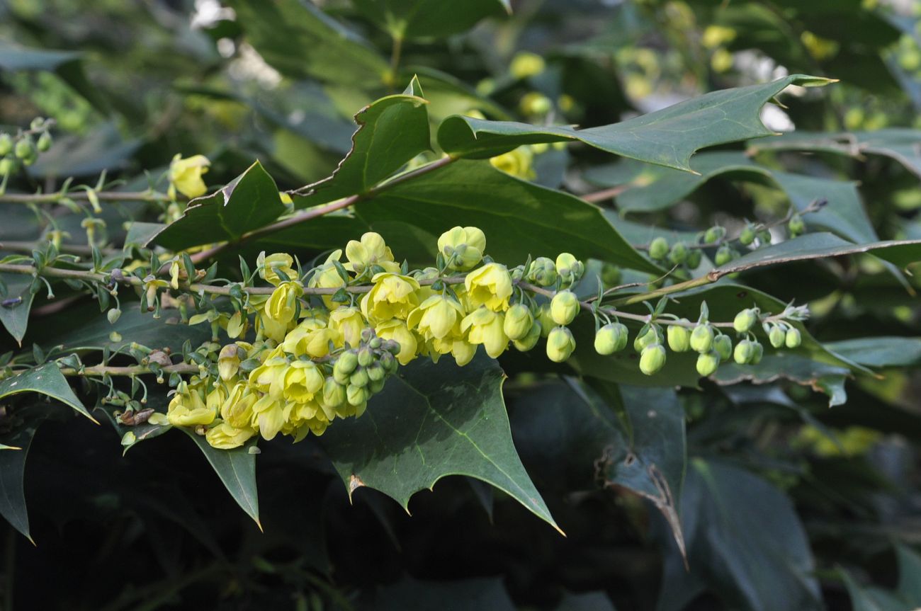 Изображение особи род Mahonia.