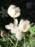 Anemone gortschakowii