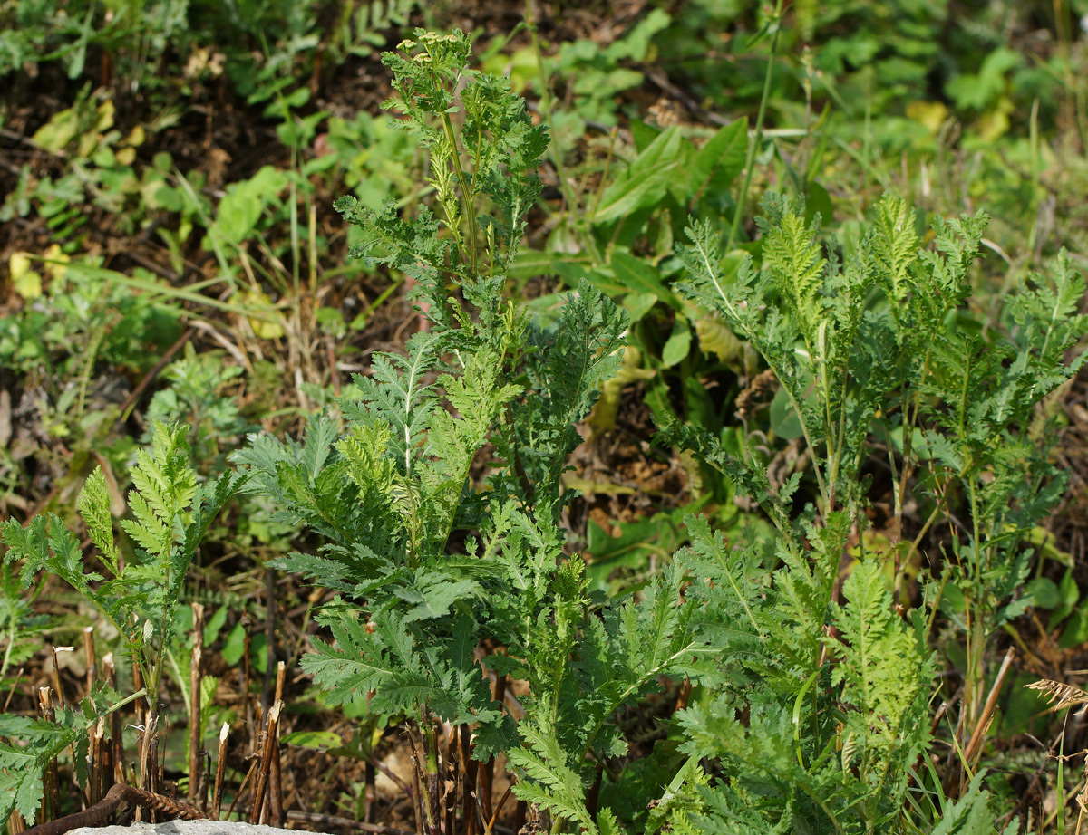 Изображение особи Tanacetum vulgare.