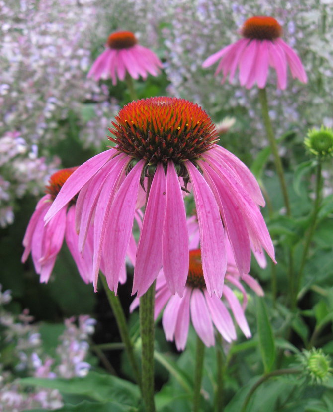 Изображение особи Echinacea purpurea.