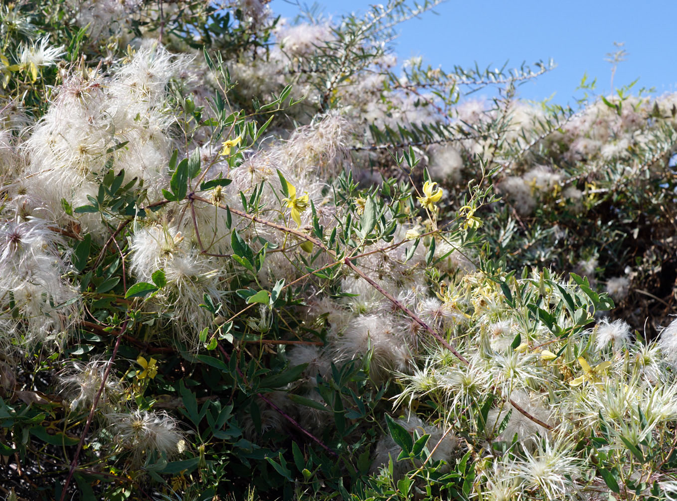 Изображение особи Clematis orientalis.