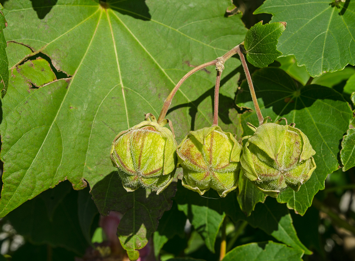 Изображение особи Hibiscus mutabilis.