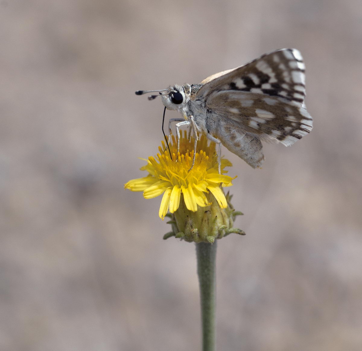 Изображение особи Inula multicaulis.