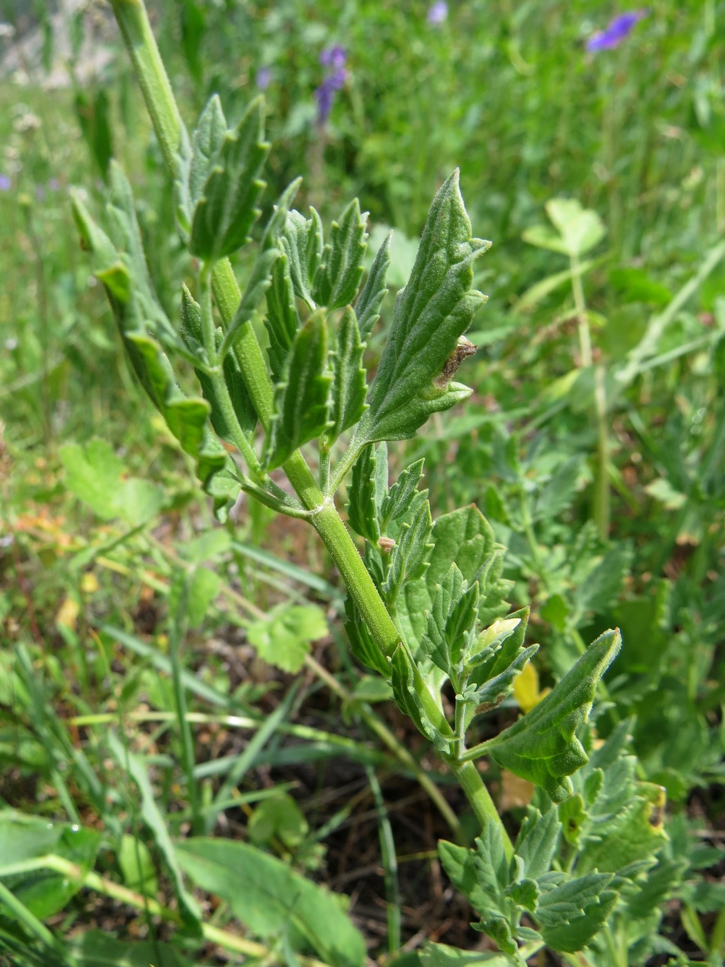 Изображение особи Nepeta mariae.