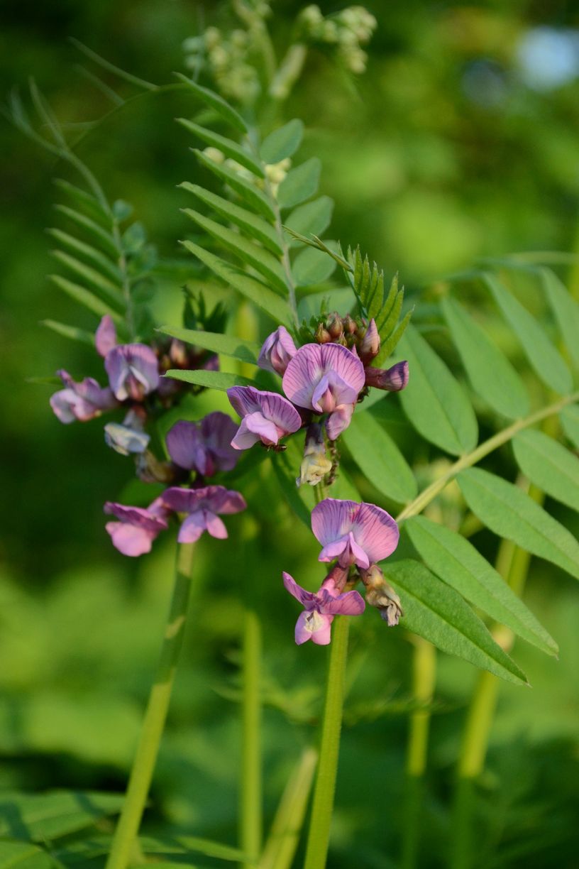 Image of Vicia sepium specimen.