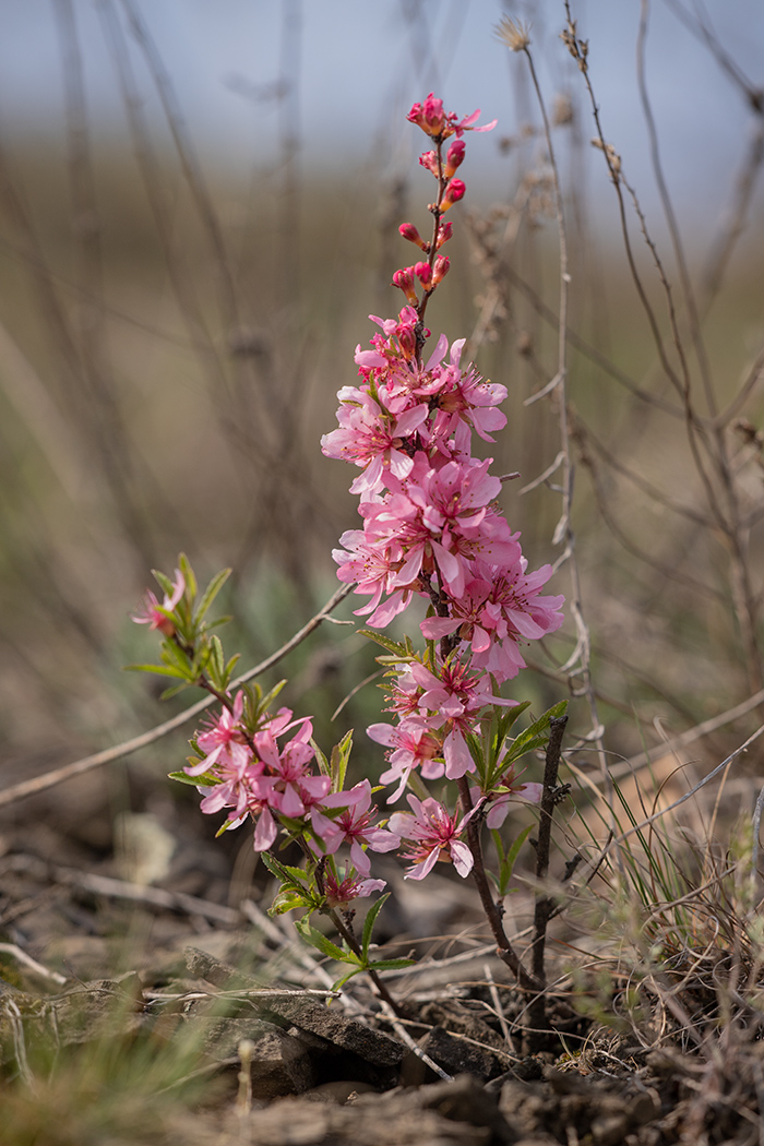 Изображение особи Amygdalus nana.