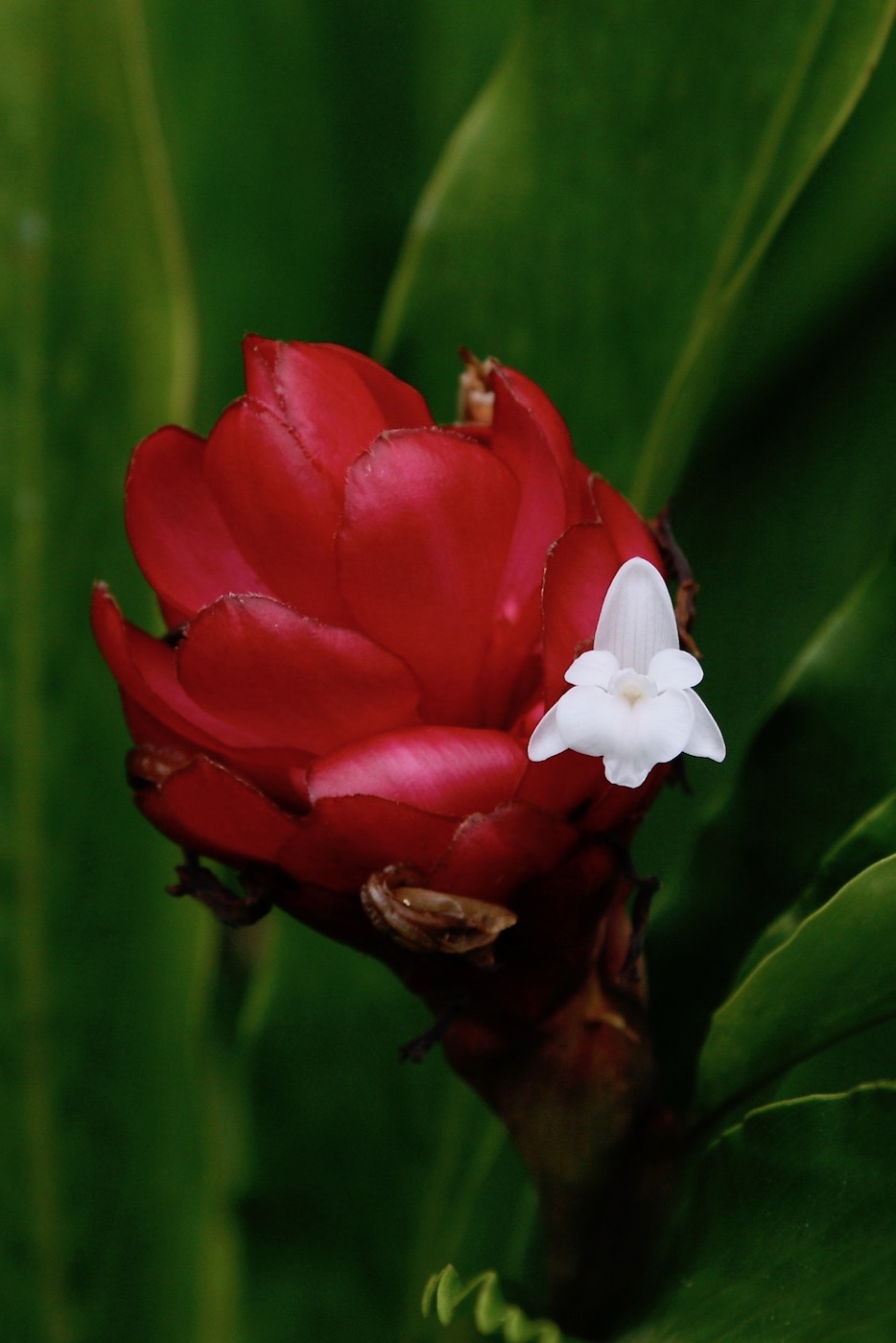 Image of Alpinia purpurata specimen.