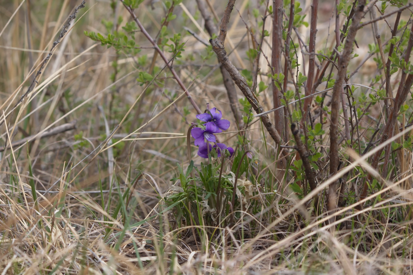 Image of Viola dissecta specimen.