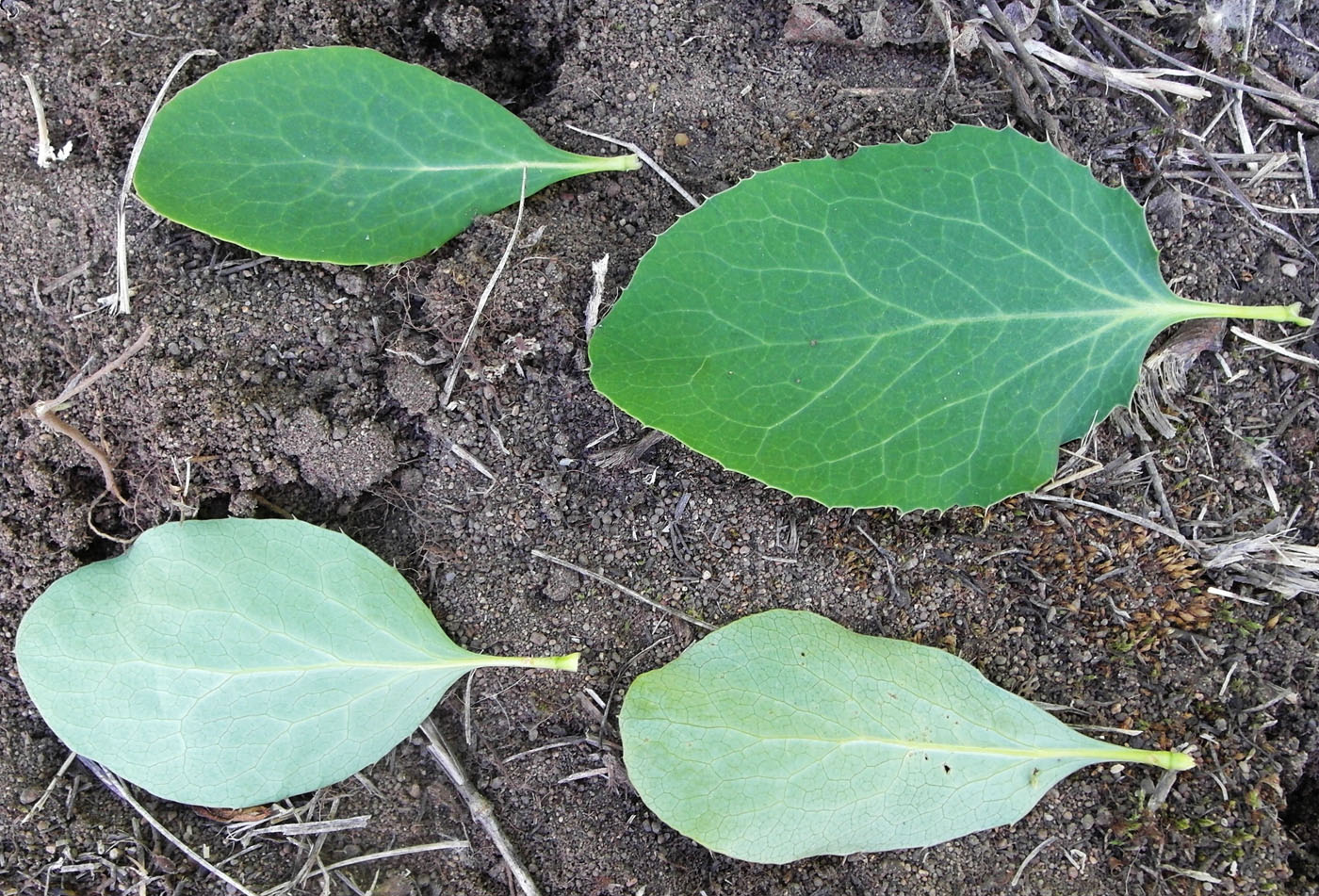 Image of Berberis sphaerocarpa specimen.