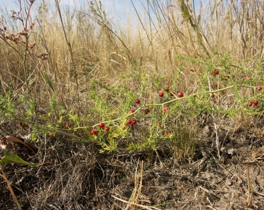 Изображение особи Asparagus pallasii.