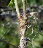 Eruca sativa