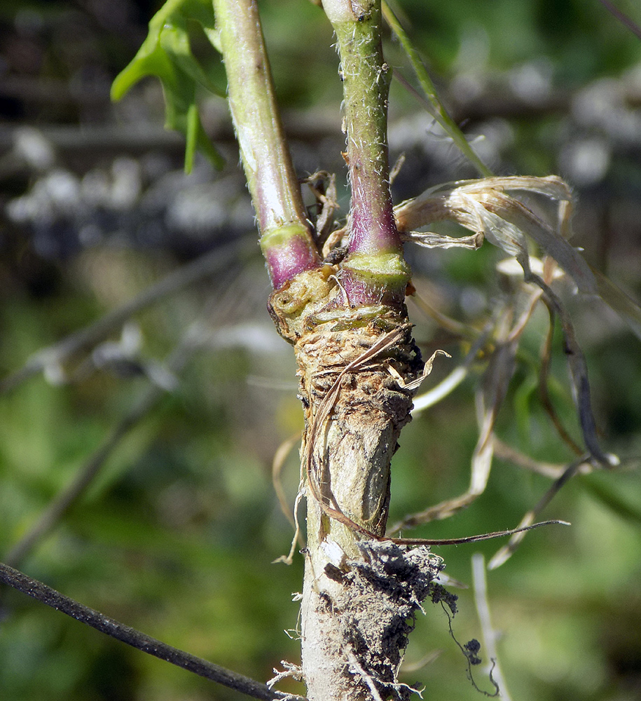 Image of Eruca sativa specimen.