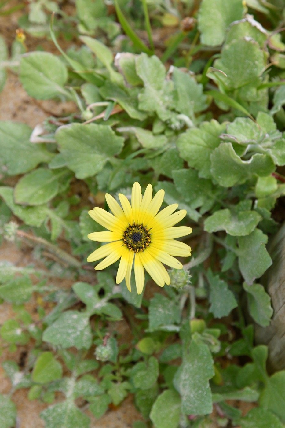 Image of Arctotheca calendula specimen.