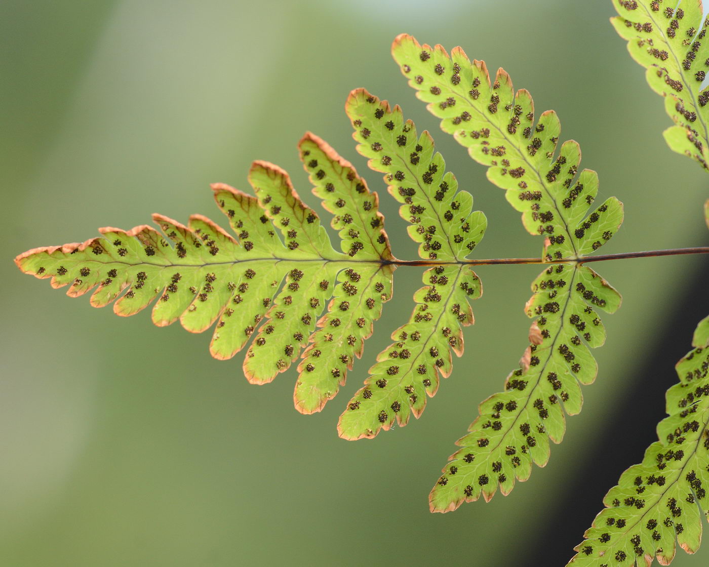 Изображение особи Gymnocarpium dryopteris.