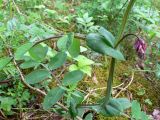 Lathyrus pisiformis