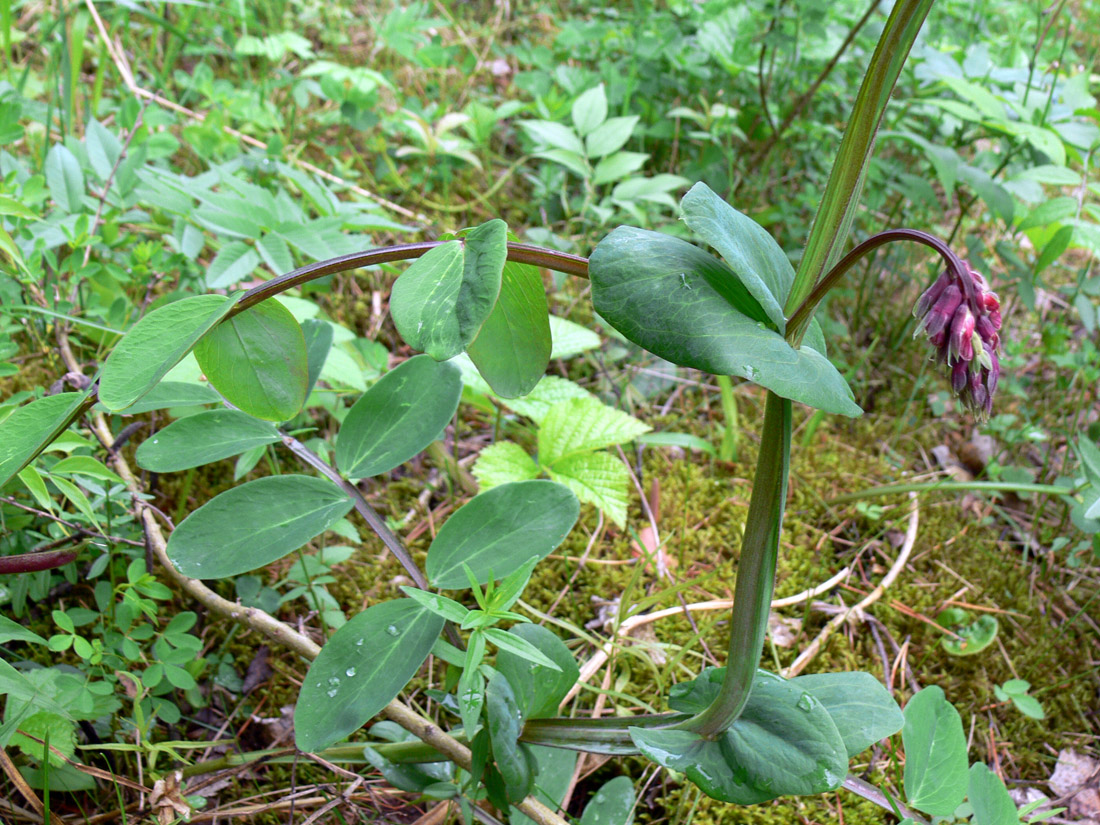 Image of Lathyrus pisiformis specimen.
