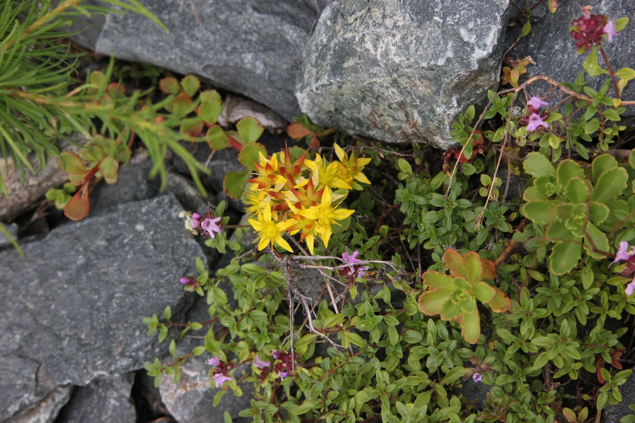 Изображение особи Aizopsis hybrida.