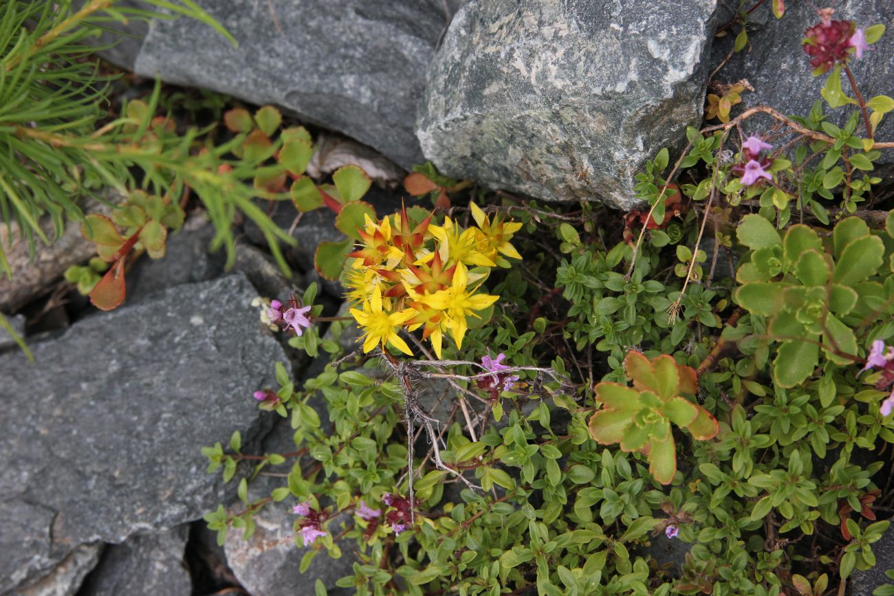 Image of Aizopsis hybrida specimen.