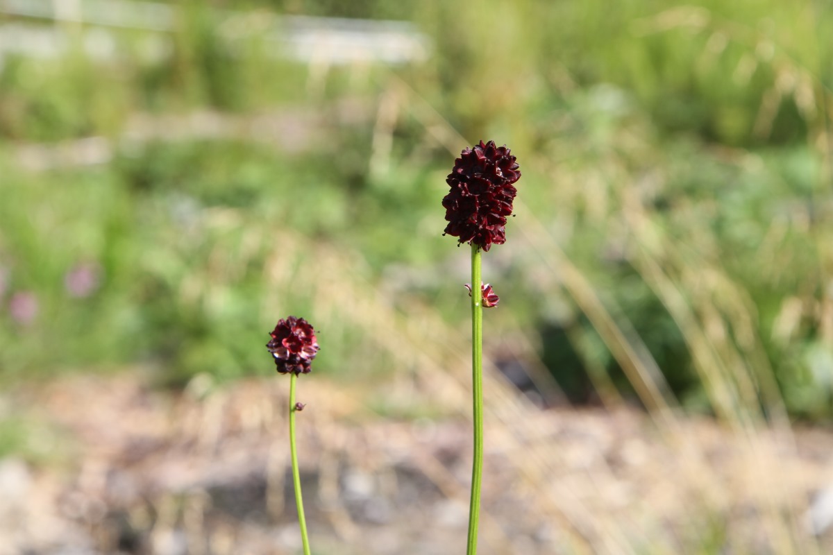 Image of Sanguisorba officinalis specimen.