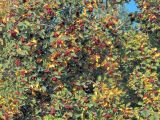 Crataegus sanguinea
