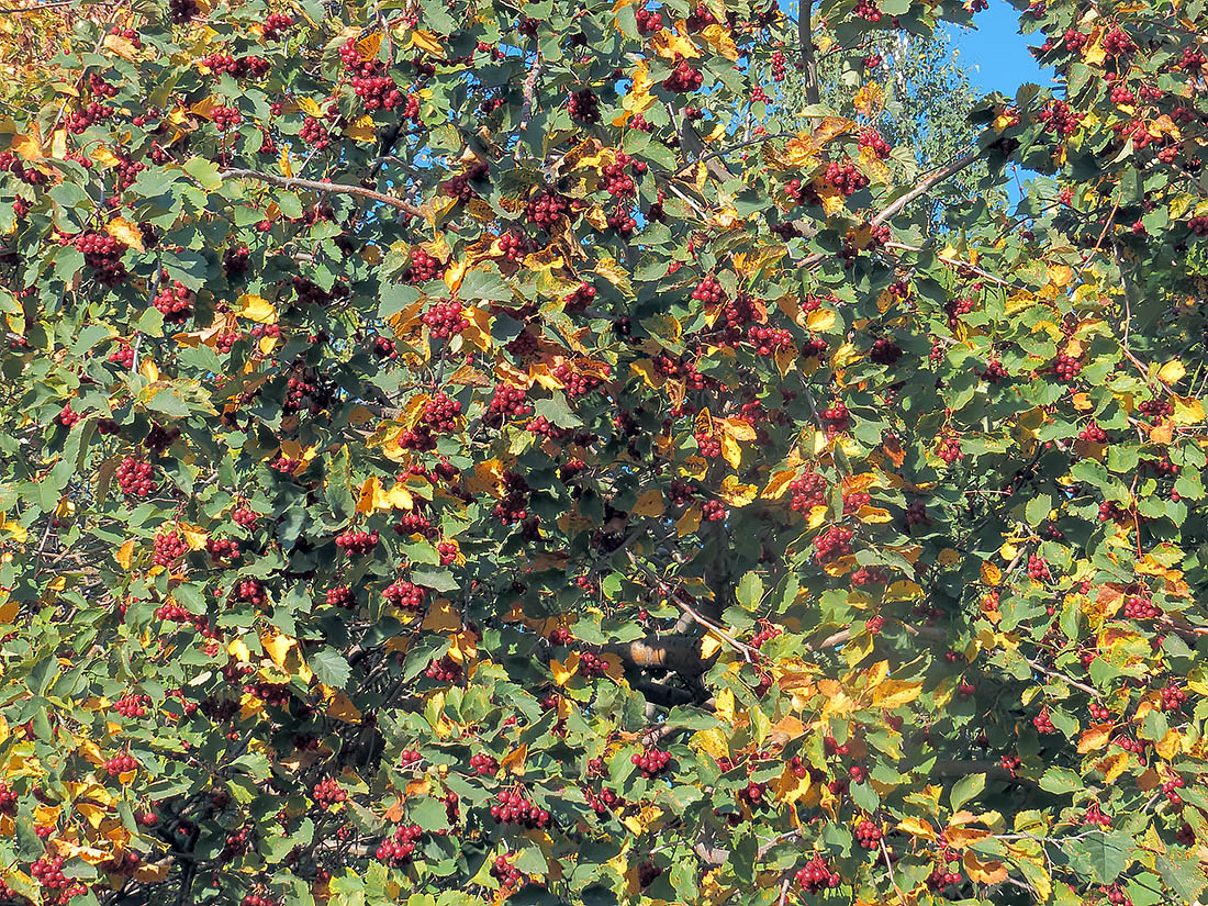 Image of Crataegus sanguinea specimen.