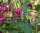 Impatiens glandulifera