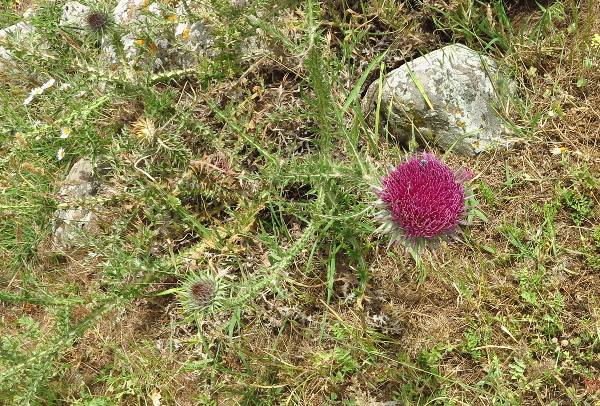 Image of Onopordum blancheanum specimen.