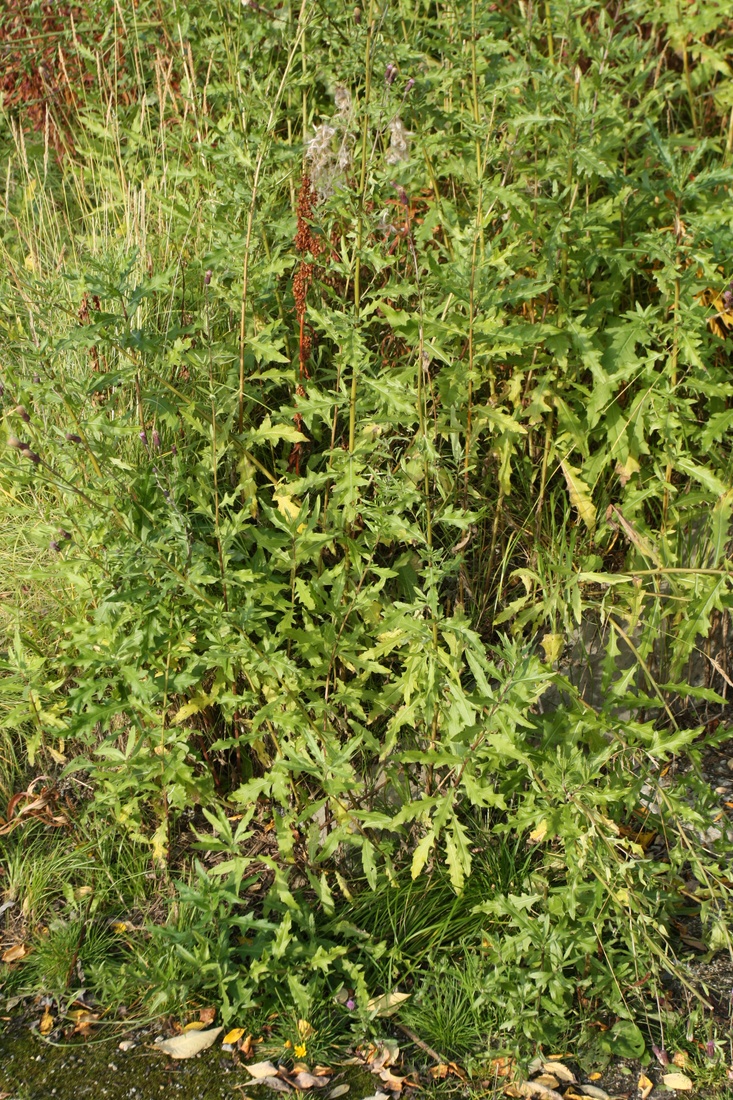 Image of Cirsium arvense specimen.