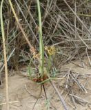 Cyperus marginatus