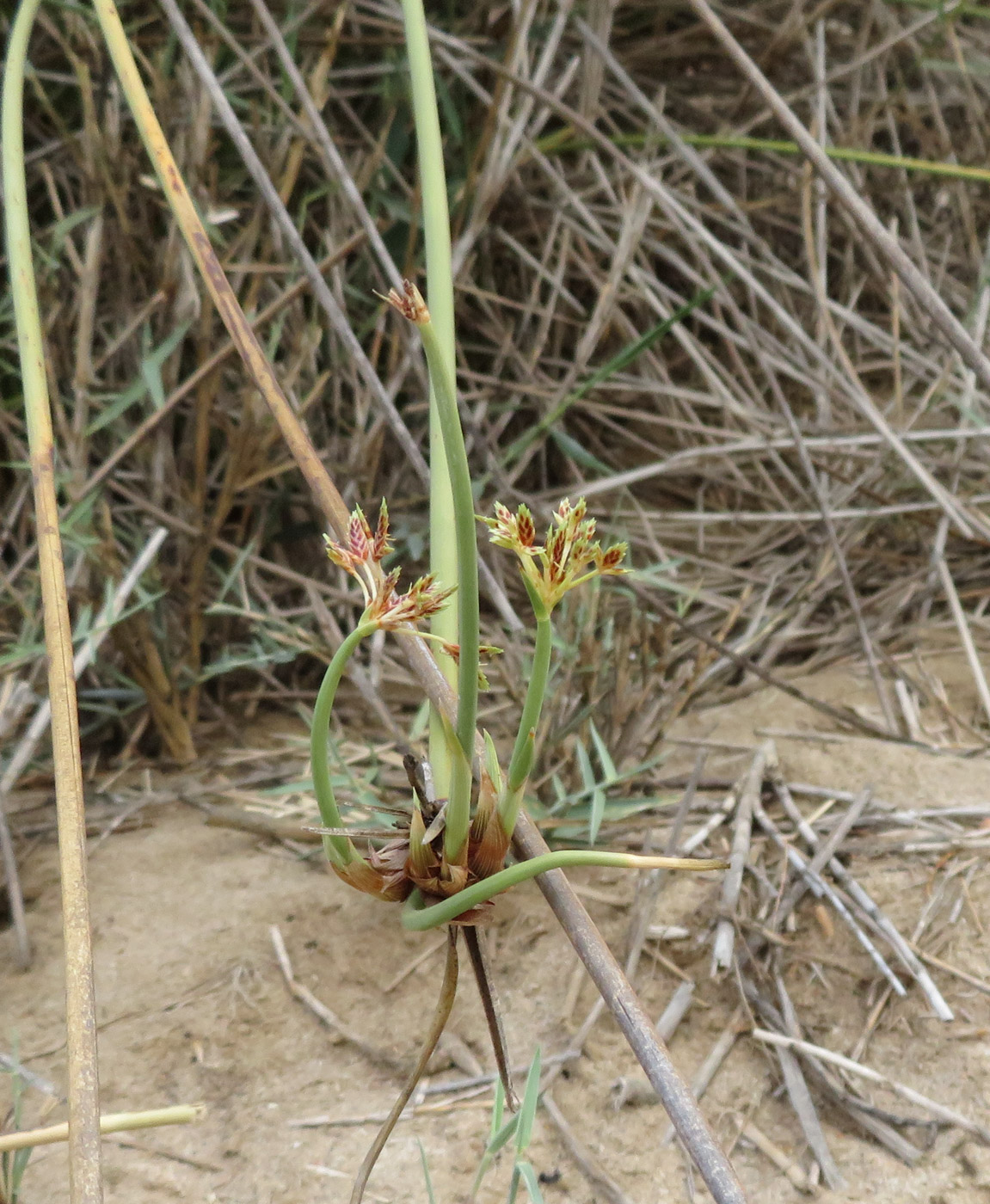 Изображение особи Cyperus marginatus.