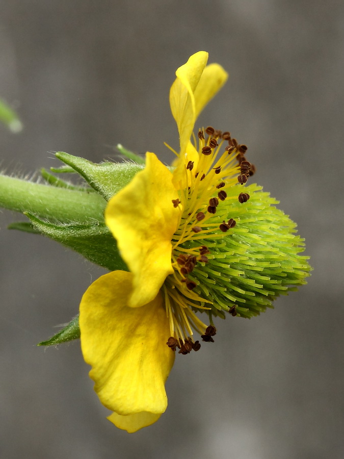 Изображение особи Geum aleppicum.