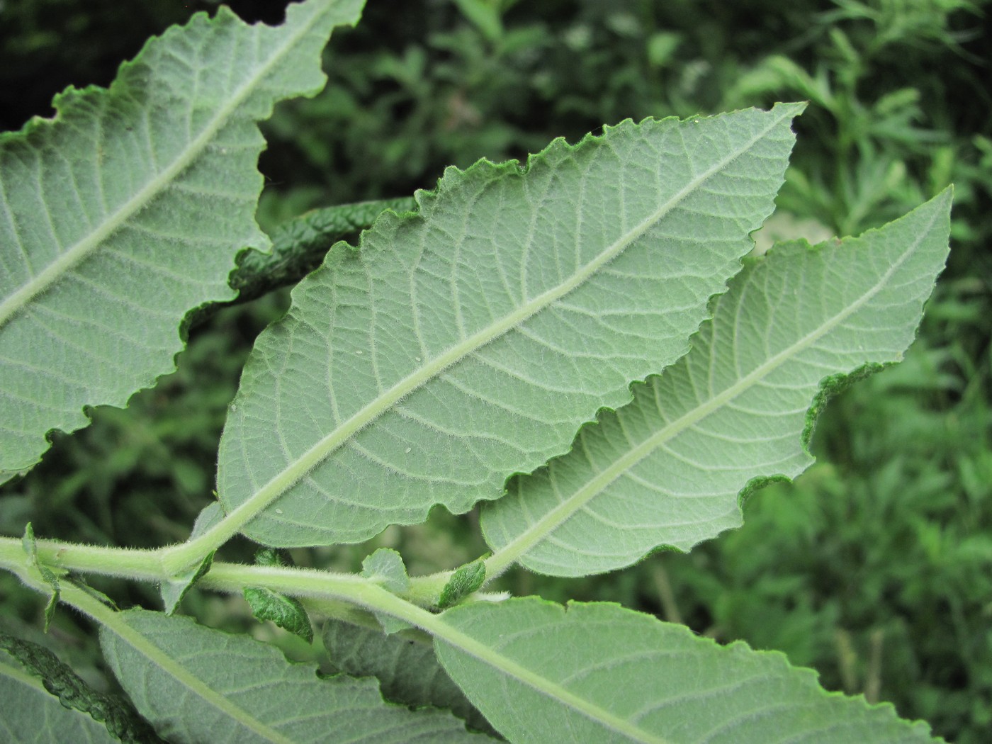 Изображение особи Salix pseudomedemii.