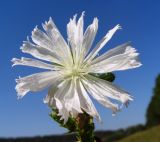 Cichorium intybus