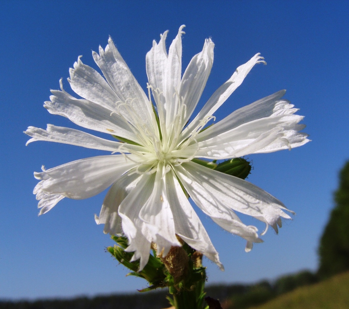 Image of Cichorium intybus specimen.