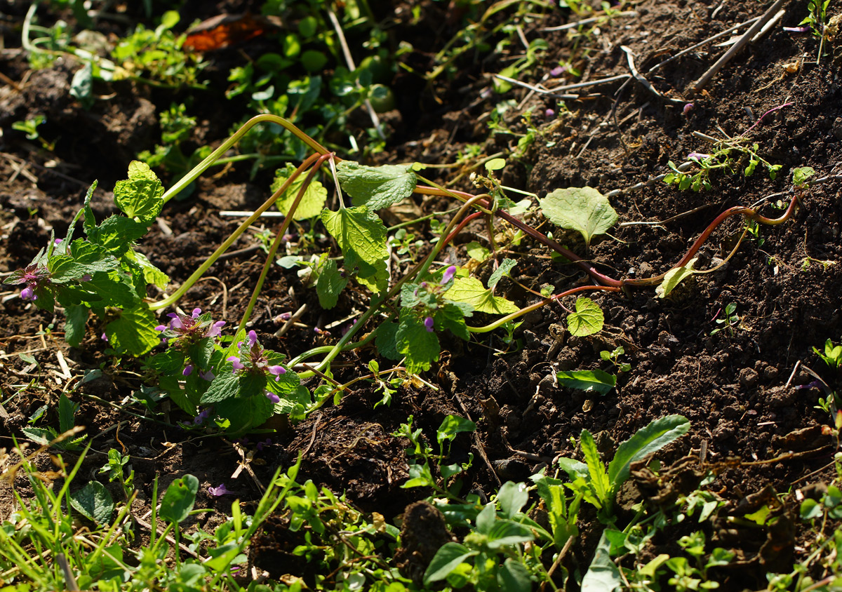 Image of Lamium purpureum specimen.