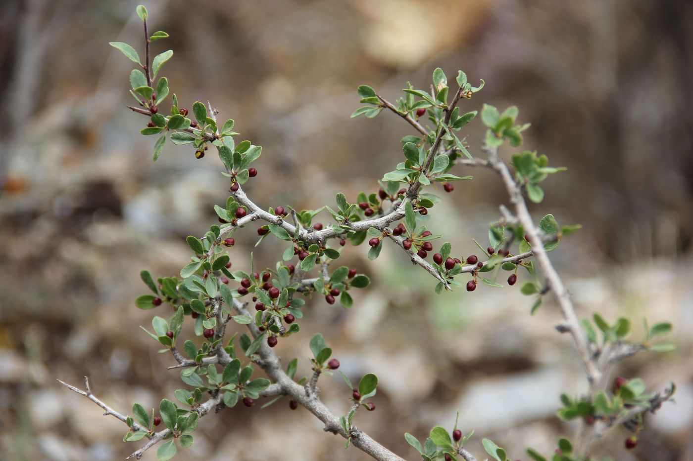 Изображение особи Rhamnus songorica.