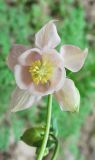 Aquilegia vulgaris