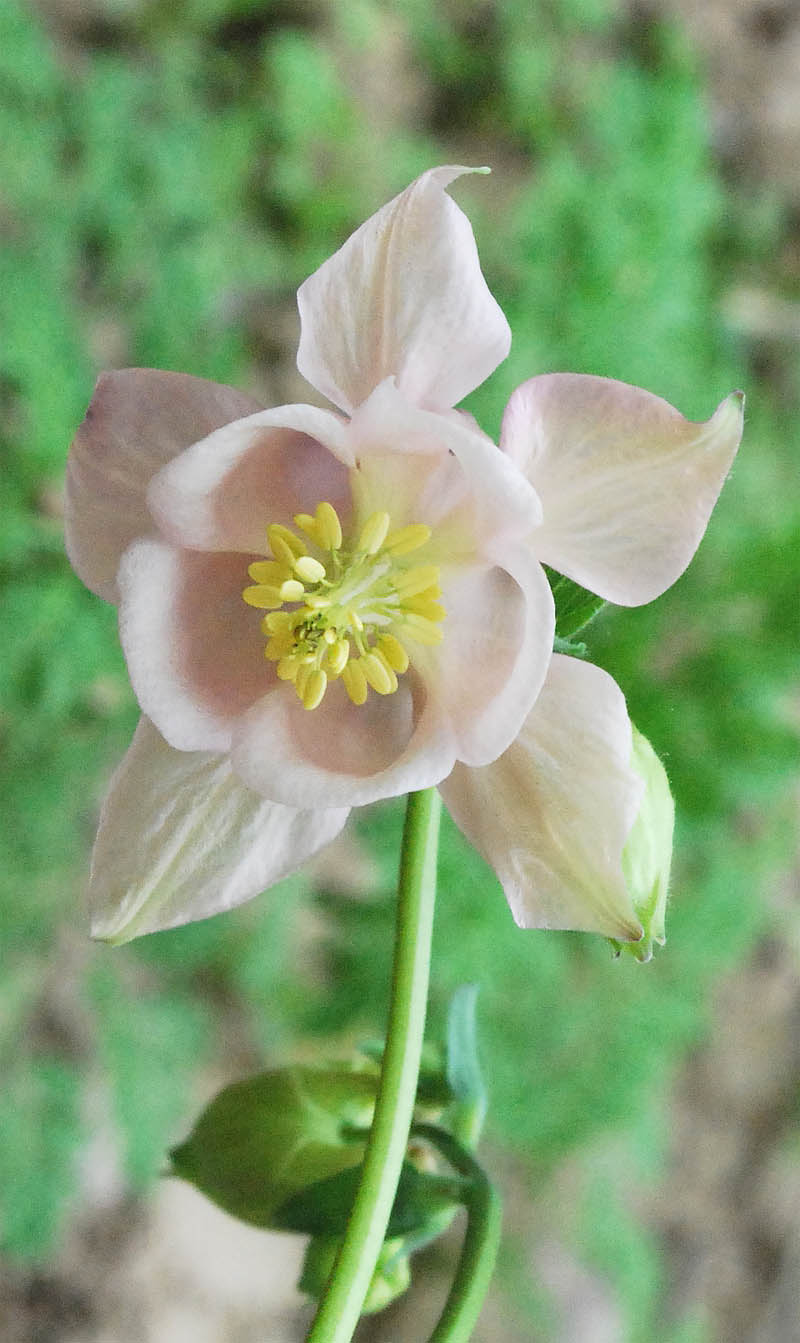 Изображение особи Aquilegia vulgaris.