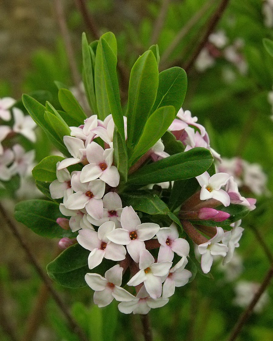 Image of Daphne &times; burkwoodii specimen.