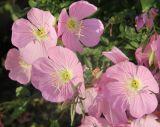 Oenothera speciosa