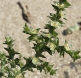 Salsola pontica