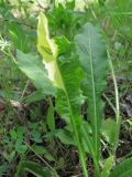 Cichorium intybus. Аномальный лист. Краснодарский край, Абинский р-н, юж. окр. ст-цы Холмская, у дороги. 10.05.2020.
